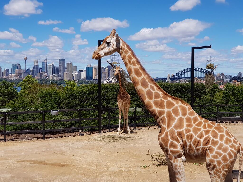 Taronga Zoo